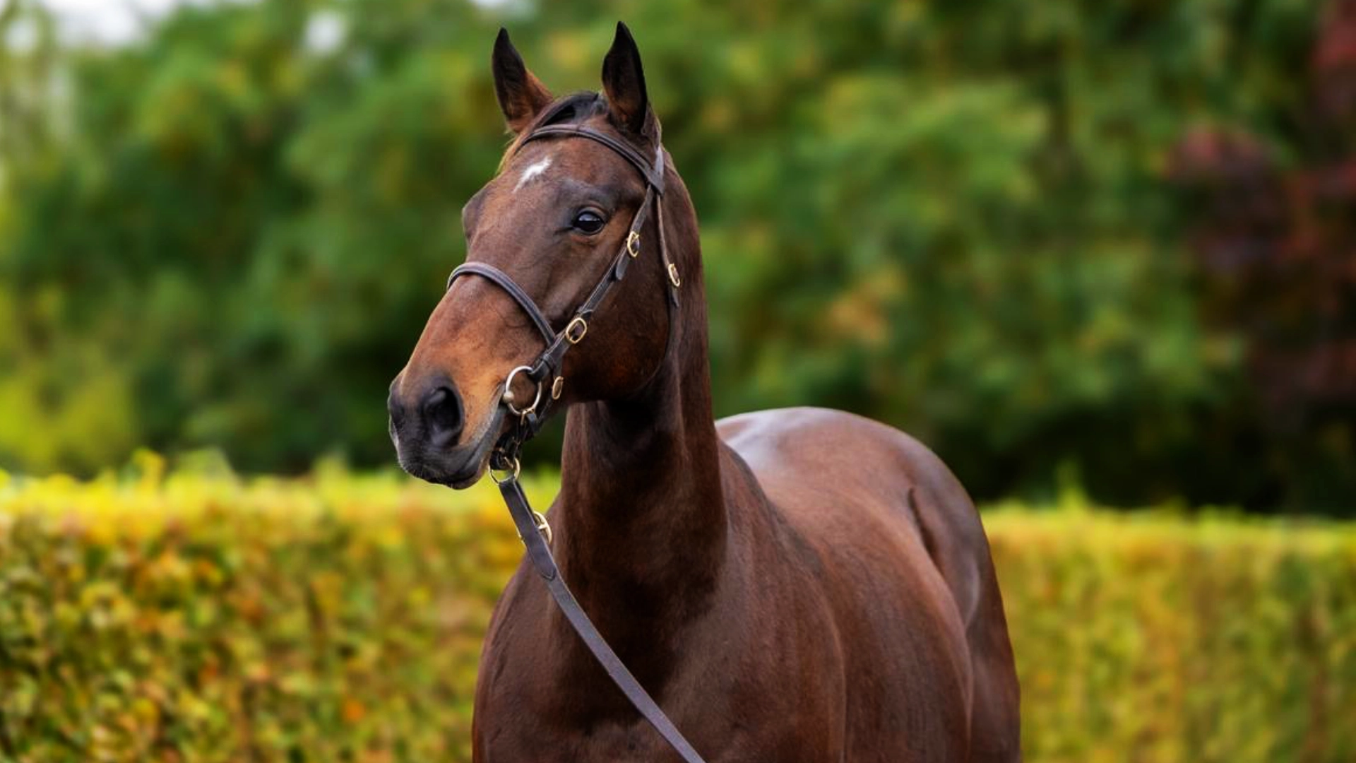 Racecourse at sunset